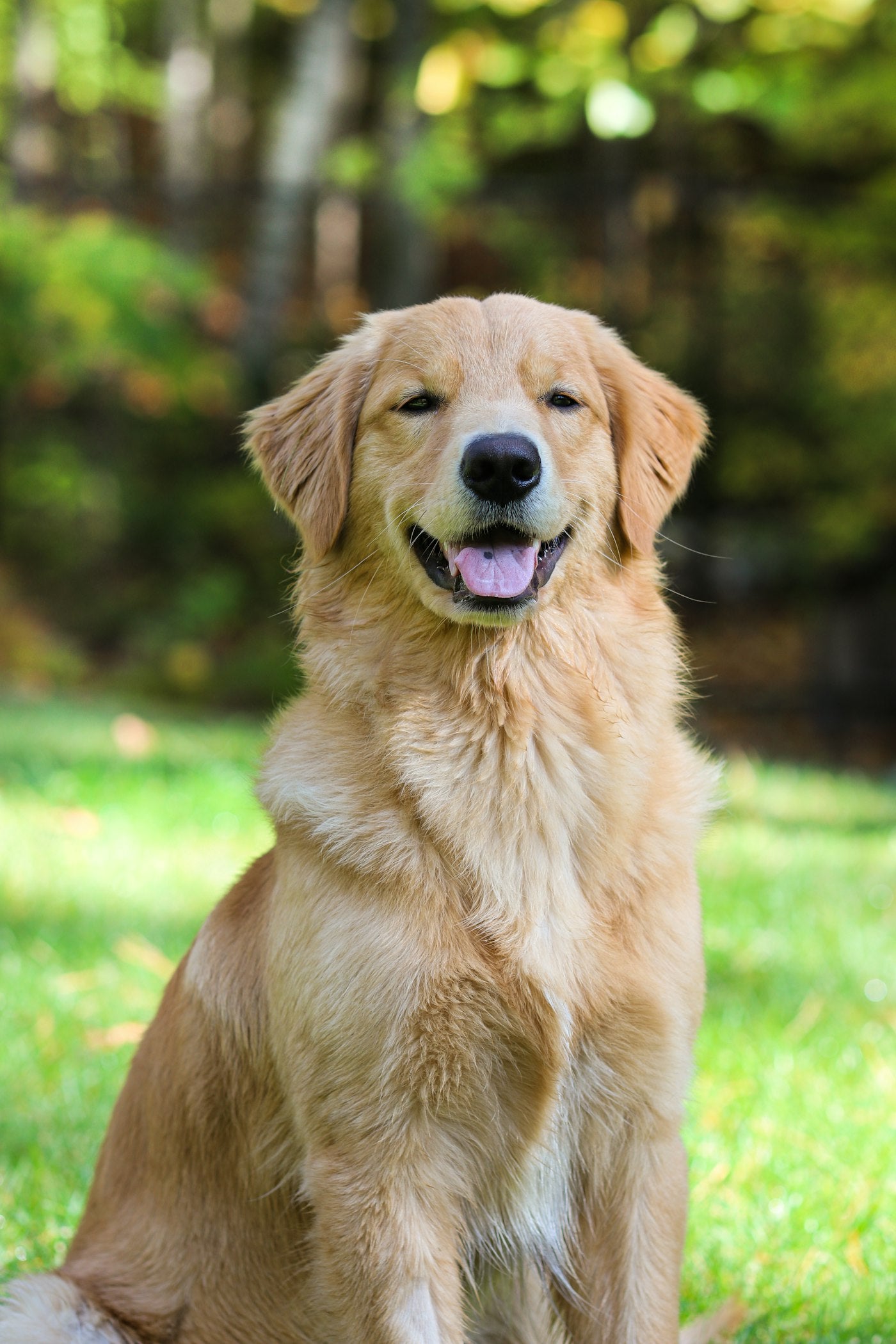 Happy golden retriever